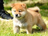 &Agrave; r&eacute;server 4 chiots Shiba Inus LOF de couleur rousse
