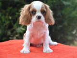 Un chiot mâle Cavalier King Charles blenheim LOF disponible