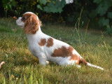 Un chiot mâle Cavalier King Charles blenheim LOF disponible