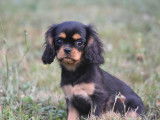 Un chiot femelle Cavalier King Charles LOF noir à vendre