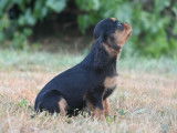 Un chiot femelle Cavalier King Charles LOF noir à vendre