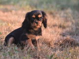 Un chiot femelle Cavalier King Charles LOF noir à vendre