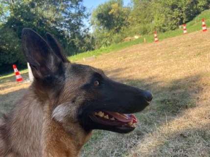 1 chienne Berger Belge Malinois d’un an à la vente (LOF)