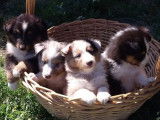 5 chiots Bergers des Shetland LOF à réserver, 4 femelles, 1 mâle
