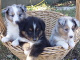 5 chiots Bergers des Shetland LOF à réserver, 4 femelles, 1 mâle