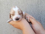 À réserver, chiots Cockers Anglais (LOF) fauve et blanc ou beige et blanc