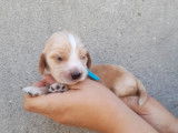 À réserver, chiots Cockers Anglais (LOF) fauve et blanc ou beige et blanc
