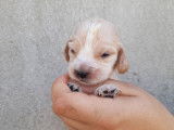 À réserver, chiots Cockers Anglais (LOF) fauve et blanc ou beige et blanc