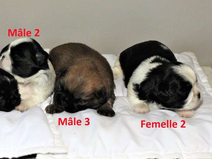Réservation de 5 chiots Shih Tzus (LOF), 3 mâles et 2 femelles