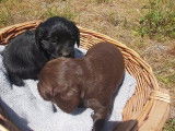 Vente de deux chiots Cocker Anglais (LOF)