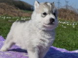 Chiots Huskies de Sibérie (LOF), à réserver, gris, cuivrés ou bicolores