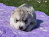 Chiots Huskies de Sibérie (LOF), à réserver, gris, cuivrés ou bicolores