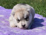 Chiots Huskies de Sibérie (LOF), à réserver, gris, cuivrés ou bicolores
