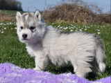 Chiots Huskies de Sibérie (LOF), à réserver, gris, cuivrés ou bicolores