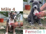 Vente de chiots American Staffordshire Terrier (LOF)