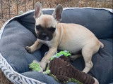 Un chiot Bouledogue Fran&ccedil;ais femelle cr&egrave;me non LOF &agrave; adopter