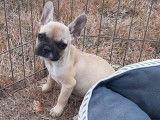 Un chiot Bouledogue Fran&ccedil;ais femelle cr&egrave;me non LOF &agrave; adopter