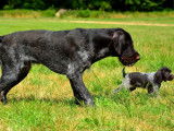 Deux chiots Drahthaars noir panach&eacute; gris bring&eacute; (LOF), &agrave; vendre
