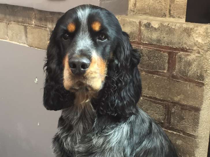 Mâle Cocker Anglais disponible pour saillie