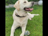 Labrador de 3 ans disponible pour saillie