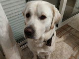 Labrador de 3 ans disponible pour saillie