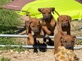 Magnifiques chiots Rhodesian Ridgeback à réserver
