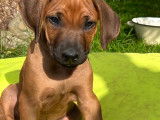 Magnifiques chiots Rhodesian Ridgeback à réserver