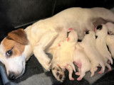 Véritables chiots Jack Russell inscrits LOF à vendre