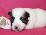 Véritables chiots Jack Russell inscrits LOF à vendre