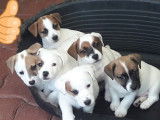 Véritables chiots Jack Russell inscrits LOF à vendre