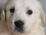 À réserver : des chiots Golden Retriever LOF de couleur sable
