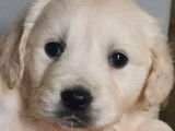 À réserver : des chiots Golden Retriever LOF de couleur sable
