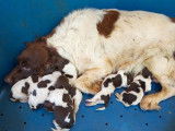 À réserver : 7 chiots Épagneul de Münster LOF au pelage marron et blanc