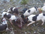À réserver : 7 chiots Épagneul de Münster LOF au pelage marron et blanc