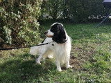 Cocker Spaniel Anglais mâle de 3 ans pour saillie