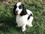 Cocker Spaniel Anglais mâle de 3 ans pour saillie