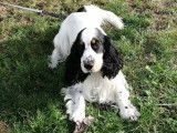 Cocker Spaniel Anglais mâle de 3 ans pour saillie
