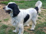Cocker Spaniel Anglais mâle de 3 ans pour saillie