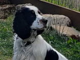 Cocker Spaniel Anglais mâle de 3 ans pour saillie