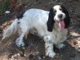 Cocker Spaniel Anglais mâle de 3 ans pour saillie