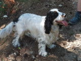 Cocker Spaniel Anglais mâle de 3 ans pour saillie