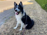 Sympathique chien adulte mâle type Border Collie non LOSH intéressé par famille dynamique