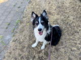 Sympathique chien adulte mâle type Border Collie non LOSH intéressé par famille dynamique