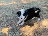 7 chiots Border Collie non LOF à réserver