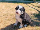 7 chiots Border Collie non LOF à réserver