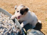 7 chiots Border Collie non LOF à réserver