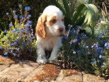 3 chiots Cockers Anglais non LOF à acheter