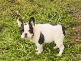 Disponible à la vente : des chiots Bouledogues Français femelles LOF