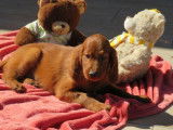 10 chiots Setters Irlandais LOF disponibles &agrave; la r&eacute;servation