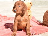 10 chiots Setters Irlandais LOF disponibles &agrave; la r&eacute;servation